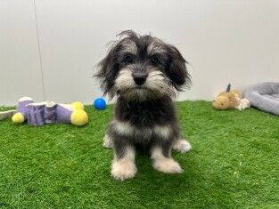 Maltipom male 001856780