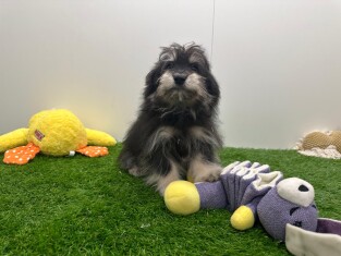 Maltipom male Chiot à vendre 001856780