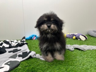 Maltipom male Chiot à vendre 001856780