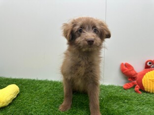 Maltipom femelle Chiot à vendre 001856781