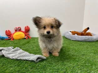 Pomapoo femelle Chiot à vendre 001856786