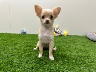 Chihuahua female 001856833