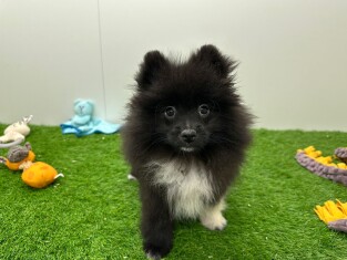 Dwergkees reu Puppy te koop 001856927