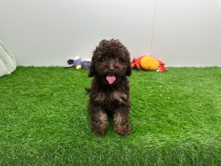 Poodle female Puppy for sale 001857602