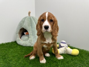 Crossbreed English Cocker Spaniel x Cavalier King Charles Spaniel female Puppy for sale 001857605