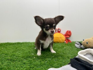 Chihuahua reu Puppy te koop 001857608