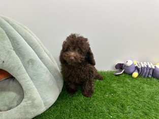 Caniche male 001857609