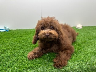 Poodle male Puppy for sale 001857609