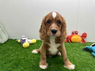 Kruising Engelse Cocker Spaniel x Cavalier King Charles Spaniel reu Puppy te koop 001857613