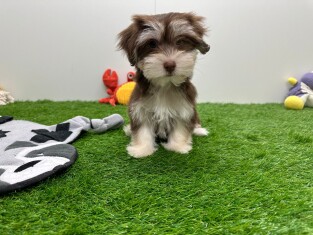 Bichon Havanais femelle Chiot à vendre 001857838