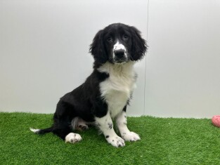 Borador teefje 001858292