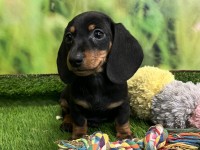 Dachshund Puppy for sale