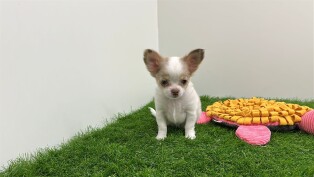 Chihuahua teefje Puppy te koop 002024372