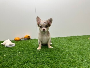 Chihuahua teefje 002024415