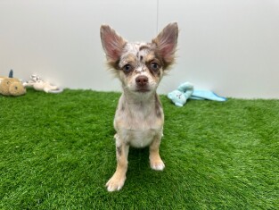 Chihuahua teefje Puppy te koop 002024415