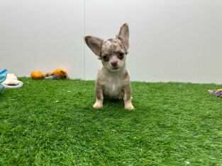 Chihuahua female Puppy for sale 002024422
