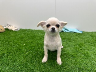 Chihuahua reu Puppy te koop 002024429