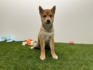 Shiba Inu femelle 002025354