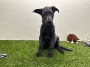 Duitse Herder teefje Puppy te koop 002025392