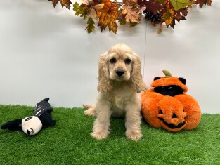 Amerikaanse Cocker Spaniel reu Puppy te koop 002025794