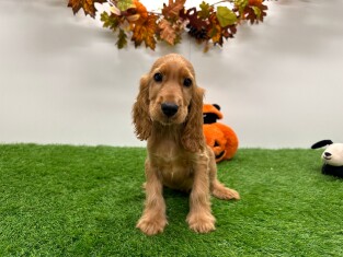 English Cocker Spaniel male 002025810