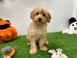 Cavapoo teefje SOS Puppy te koop 002026154