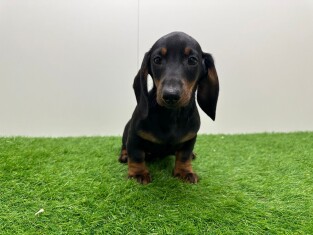 Teckel male 002026808