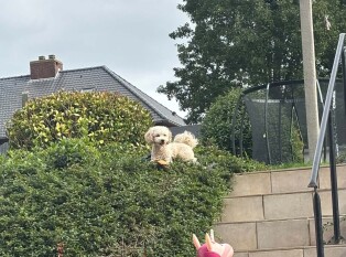 Maltipoo female Adoption for sale 002027778
