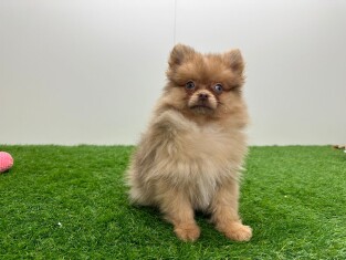Miniature Spitz male Puppy for sale 002027793