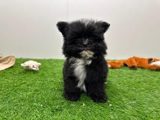 Pomapoo female 002027818