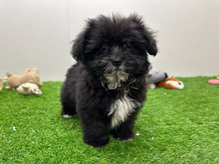 Pomapoo female 002027821