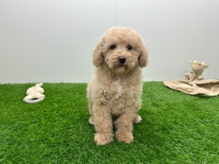 Poodle male 002027823