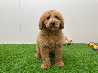 Poodle male 002027834