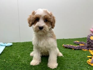 Cavapoo female Puppy for sale 002028116