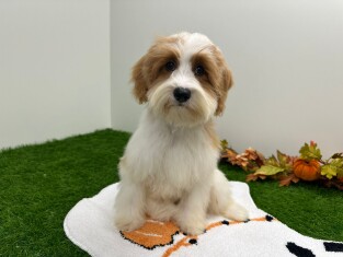 Cavapoo female Puppy for sale 002028116