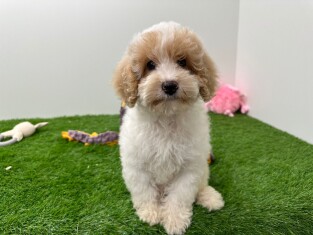 Cavapoo male Puppy for sale 002028118