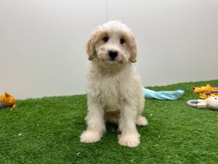 Cavapoo male Puppy for sale 002028125