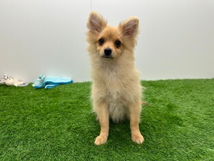 Miniature Spitz male Puppy for sale 002028128