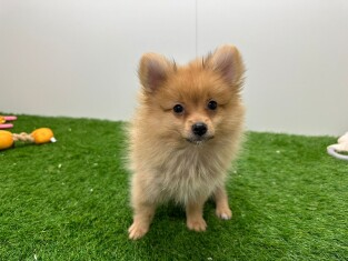 Miniature Spitz male Puppy for sale 002028128