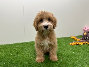 Cavapoo male Puppy for sale 002028129