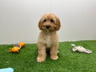 Cavapoo female Puppy for sale 002028130