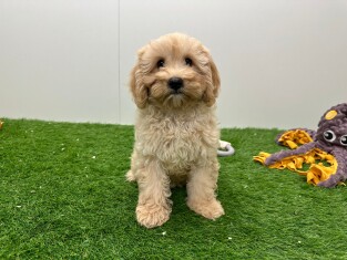 Cavapoo female Puppy for sale 002028133