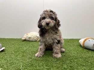 Caniche femelle Chiot à vendre 002042555