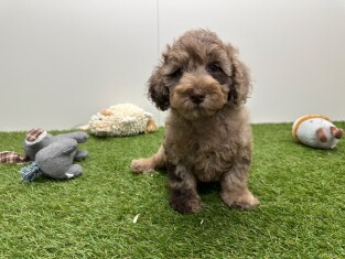 Poedel reu Puppy te koop 002042560