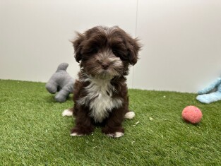 Bichon Havanais femelle 002100732