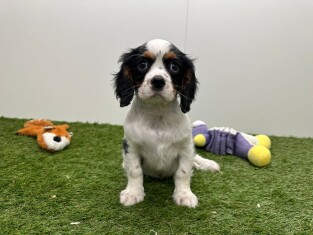 Cavalier King Charles Spaniel male Chiot à vendre 002100895