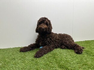 Cockapoo female Adolescent Puppy for sale 002100899