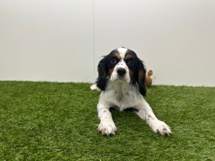 Cavalier King Charles Spaniel reu Puppy te koop 002100901