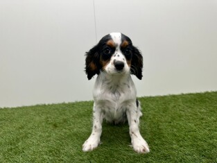 Cavalier King Charles Spaniel male 002100901