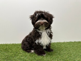 Havanezer reu Puppy te koop 002101655